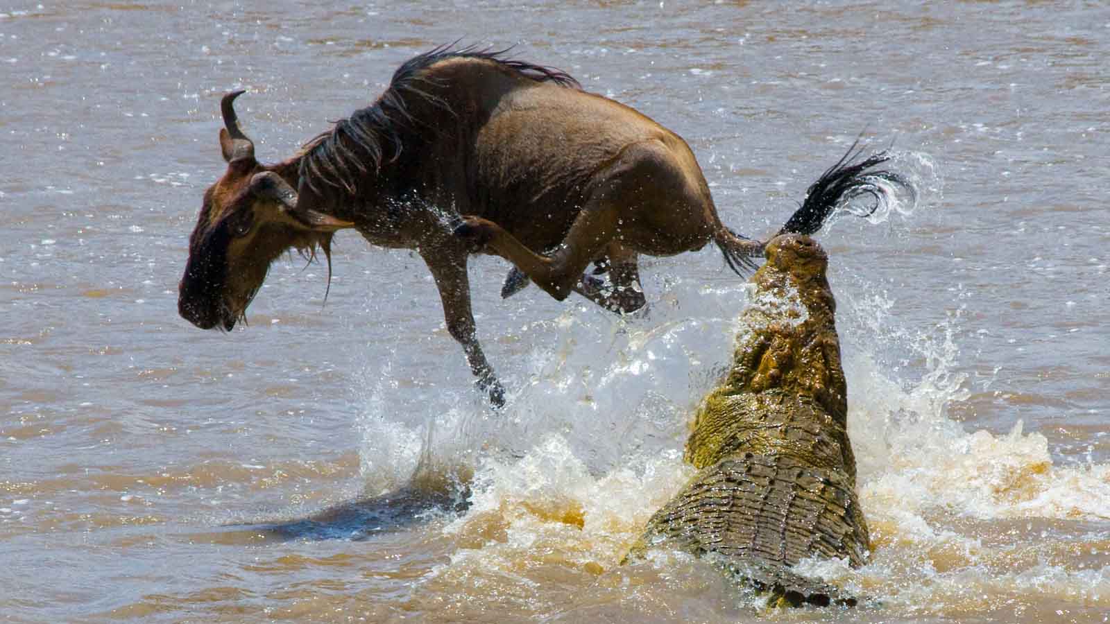 Africa Safari and beach