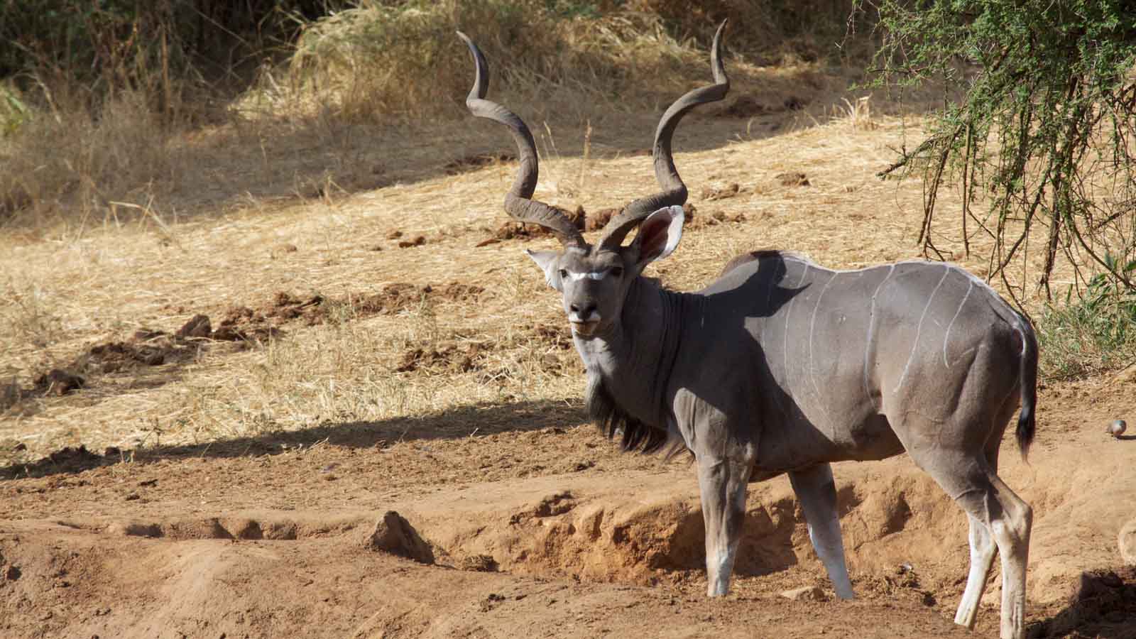 Africa Safari and beach