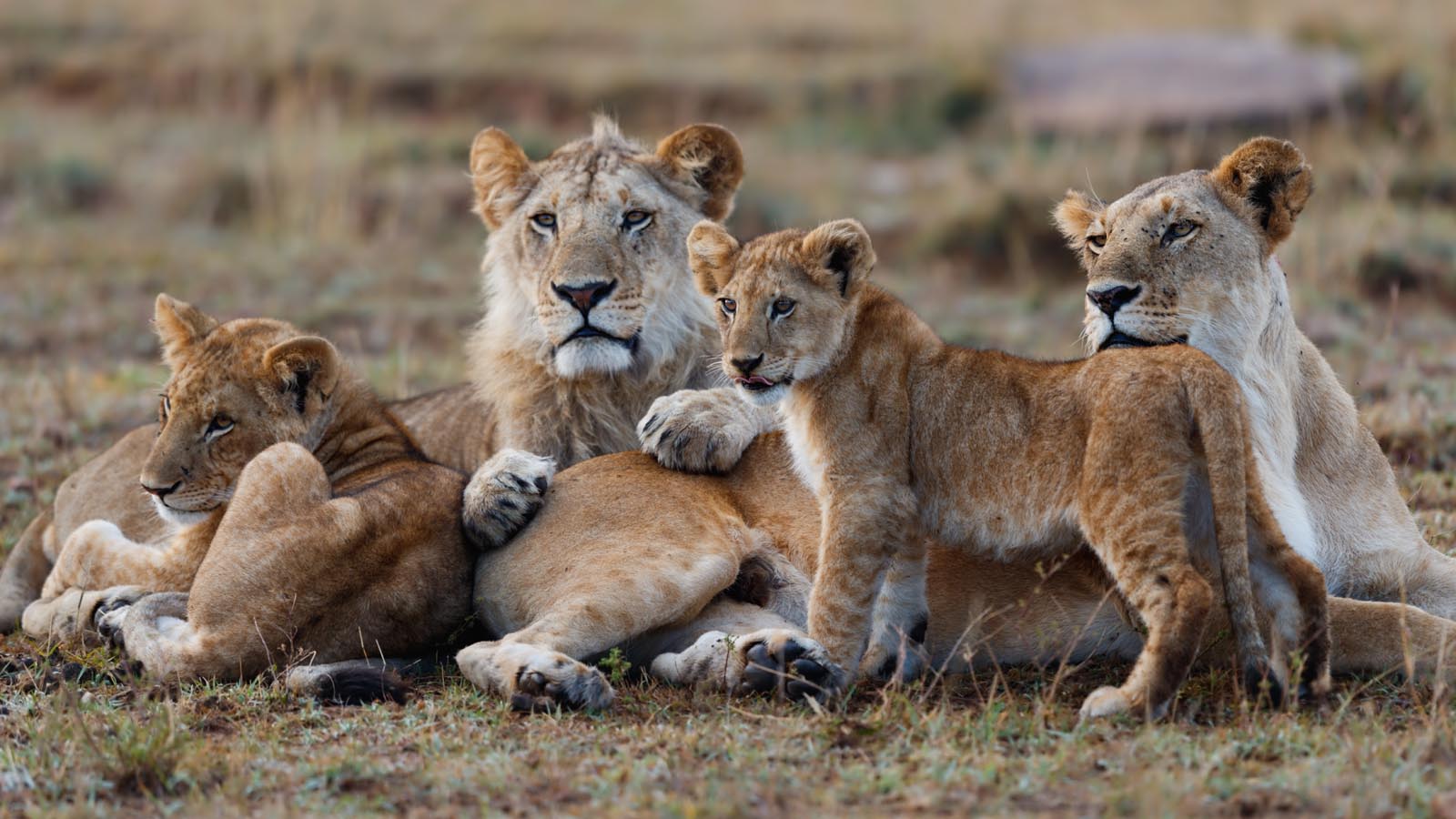 Africa Honeymoon
