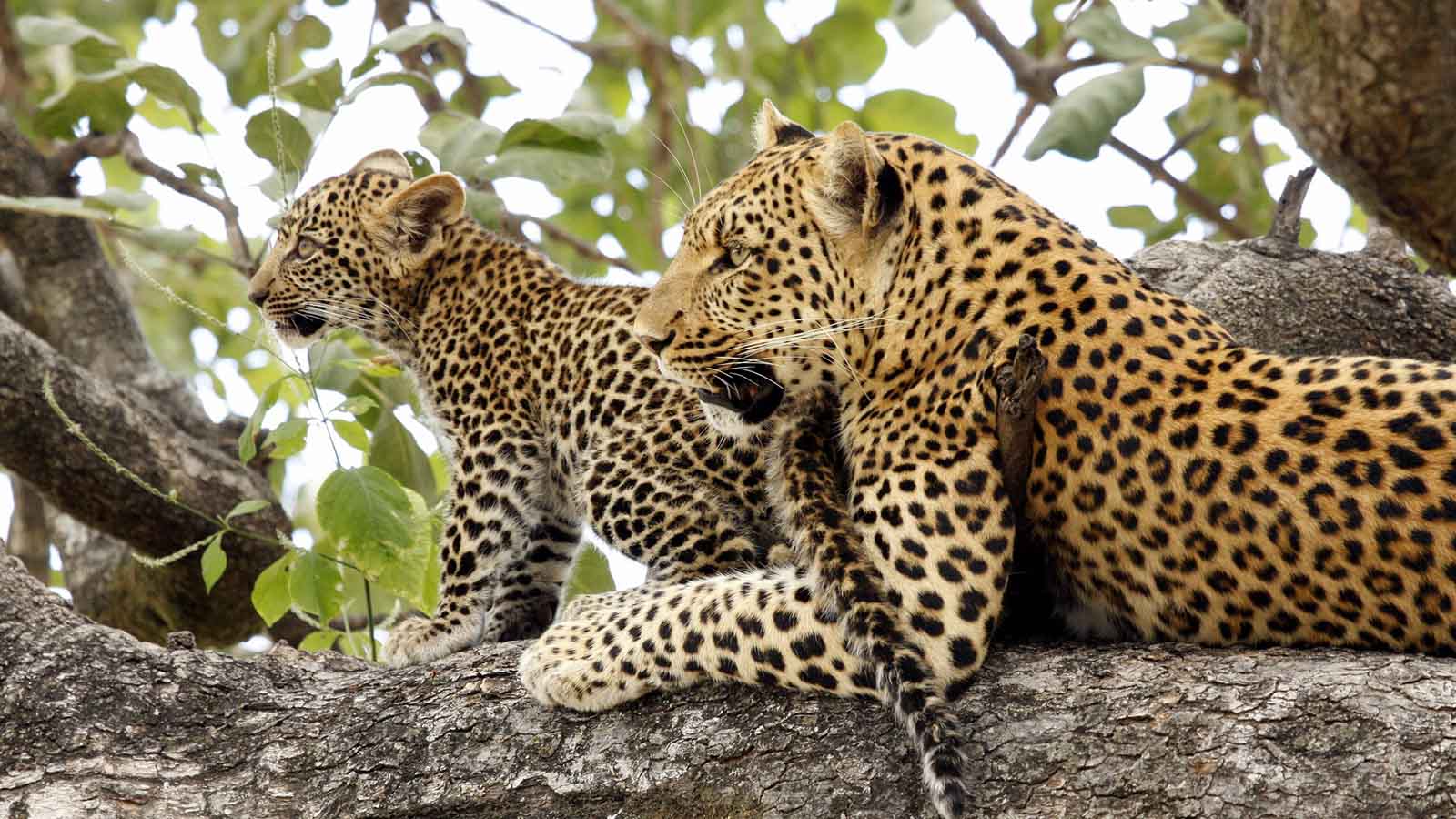 Africa Safari and beach