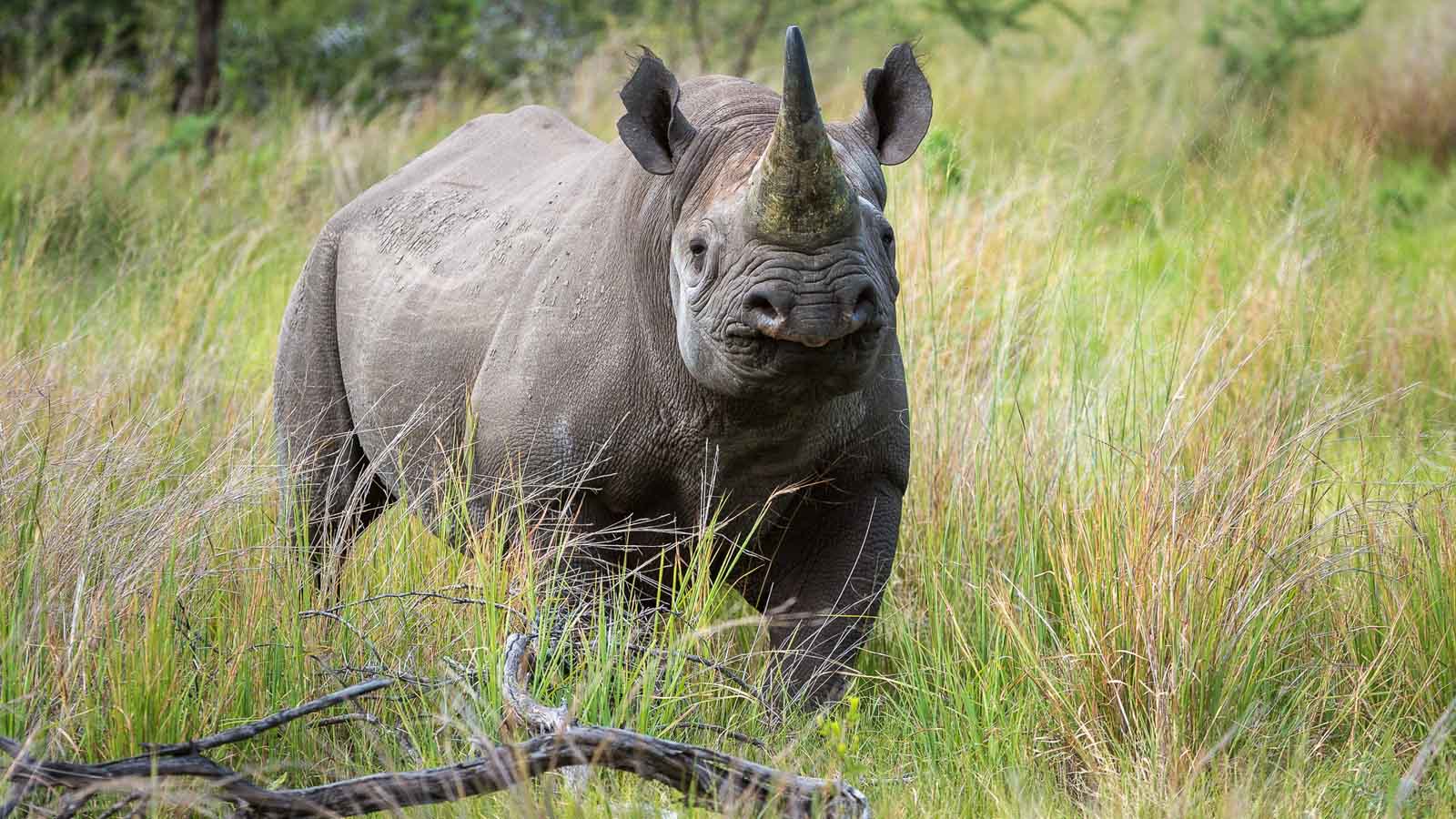 Moremi Game Reserve - 9