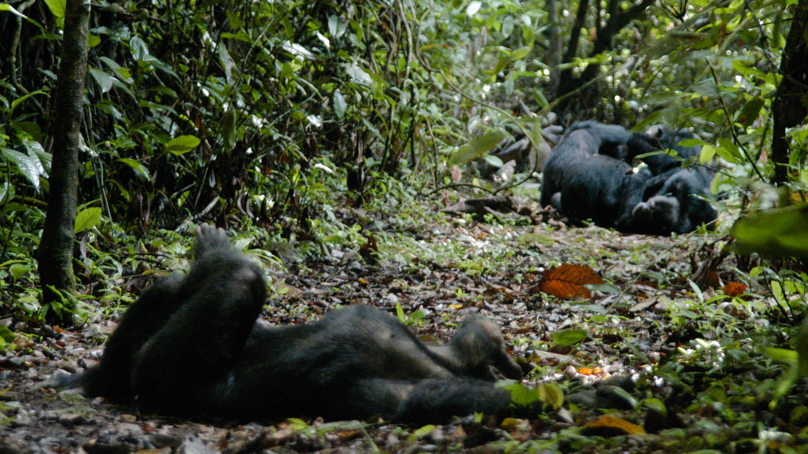 Africa Safari and beach