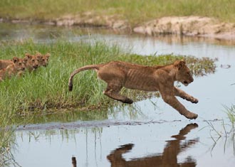 Okavango Delta Safaris