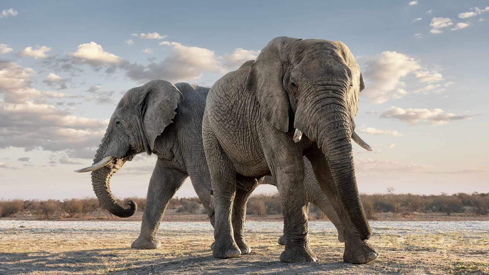 Africa Safari and beach