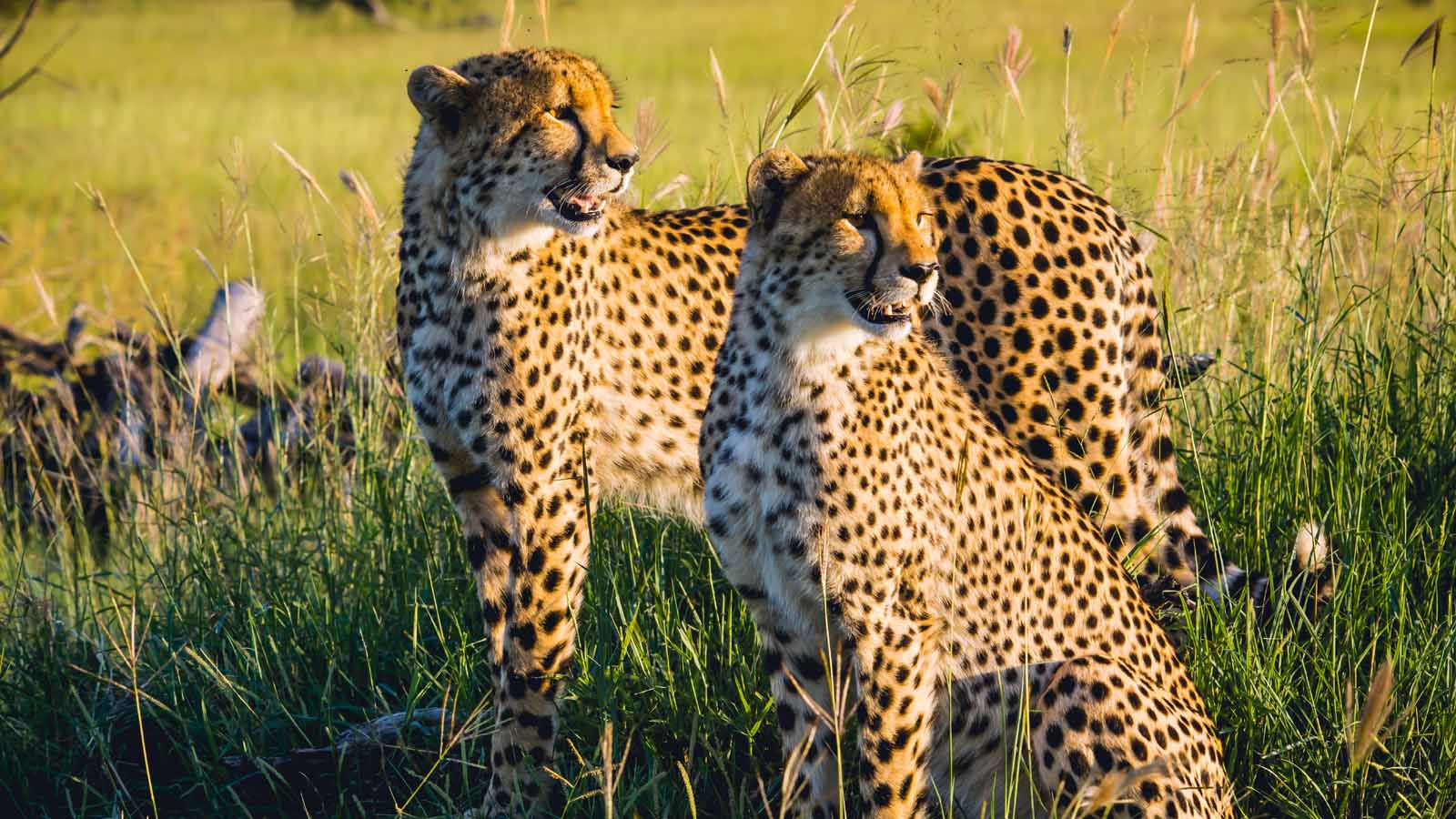 Africa Safari and beach