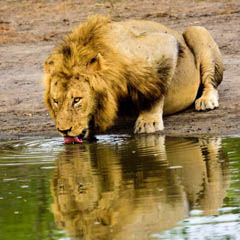 Sabi Sands