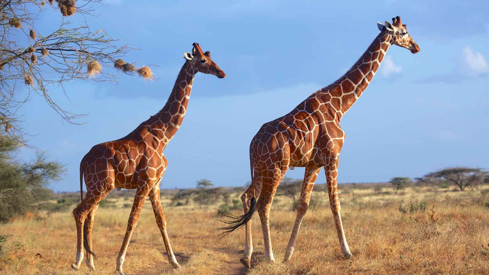 Africa Safari and beach