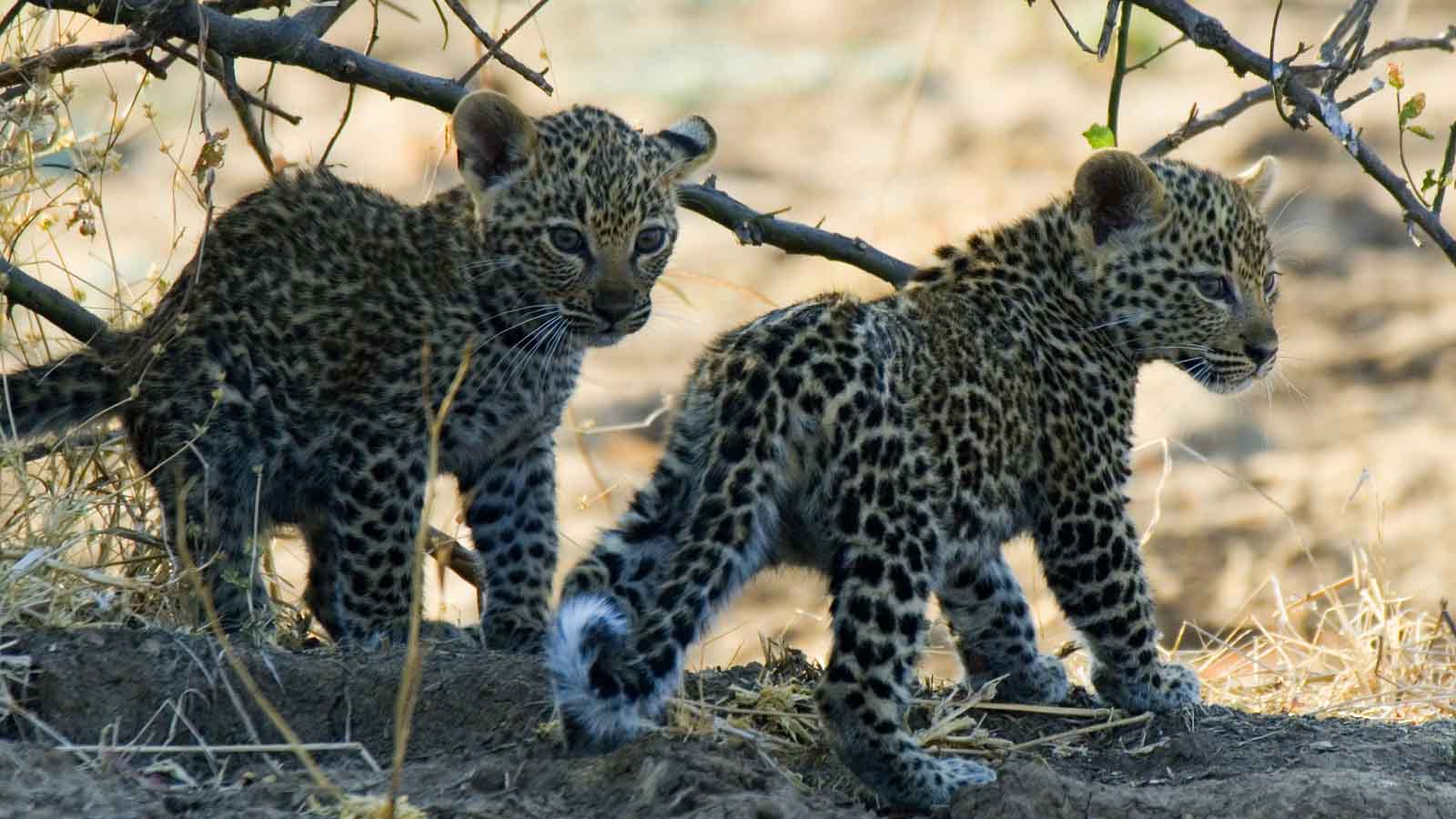 Africa Safari and beach