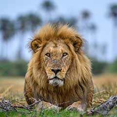 Botswana Safari Tours