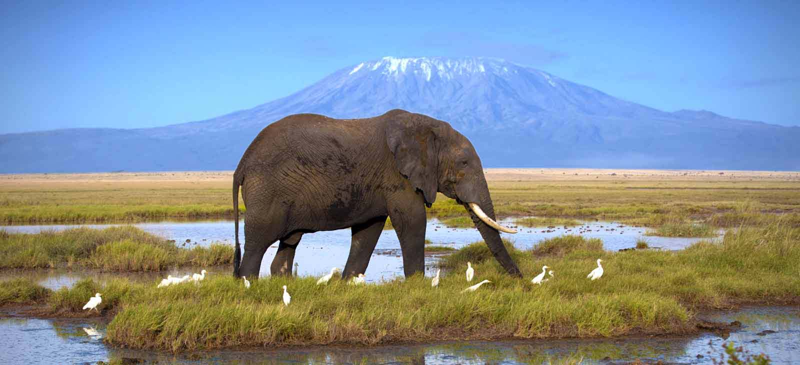 Kenya Safaris: Top 10 Best Picks