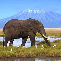 Kenya Safari Tours and Packages