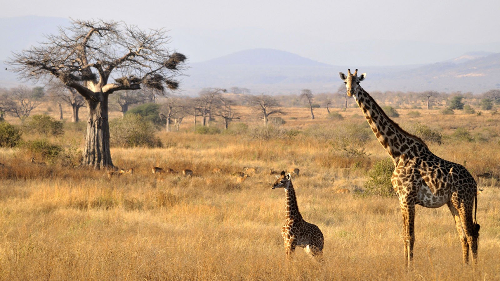 Africa Honeymoon